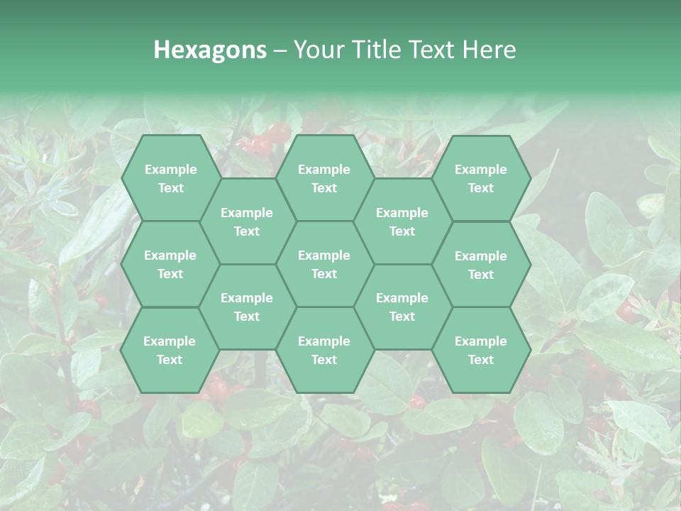 Buffalo Berries (Shepherdia Canadensis) In Banff National Park PowerPoint Template