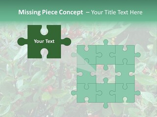 Buffalo Berries (Shepherdia Canadensis) In Banff National Park PowerPoint Template