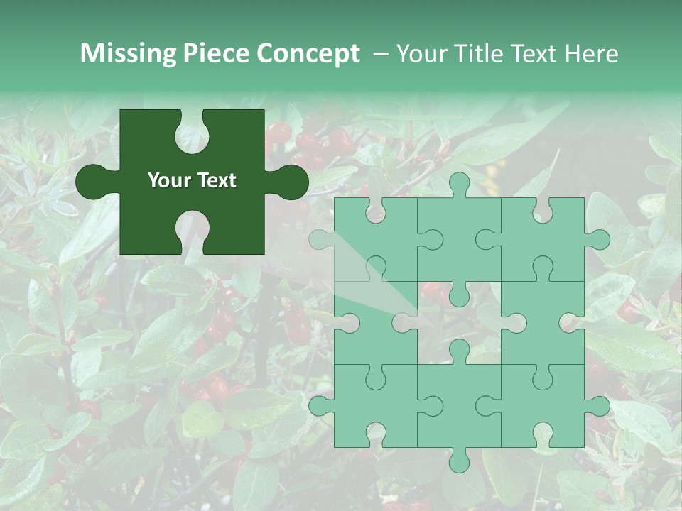 Buffalo Berries (Shepherdia Canadensis) In Banff National Park PowerPoint Template