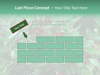 Buffalo Berries (Shepherdia Canadensis) In Banff National Park PowerPoint Template