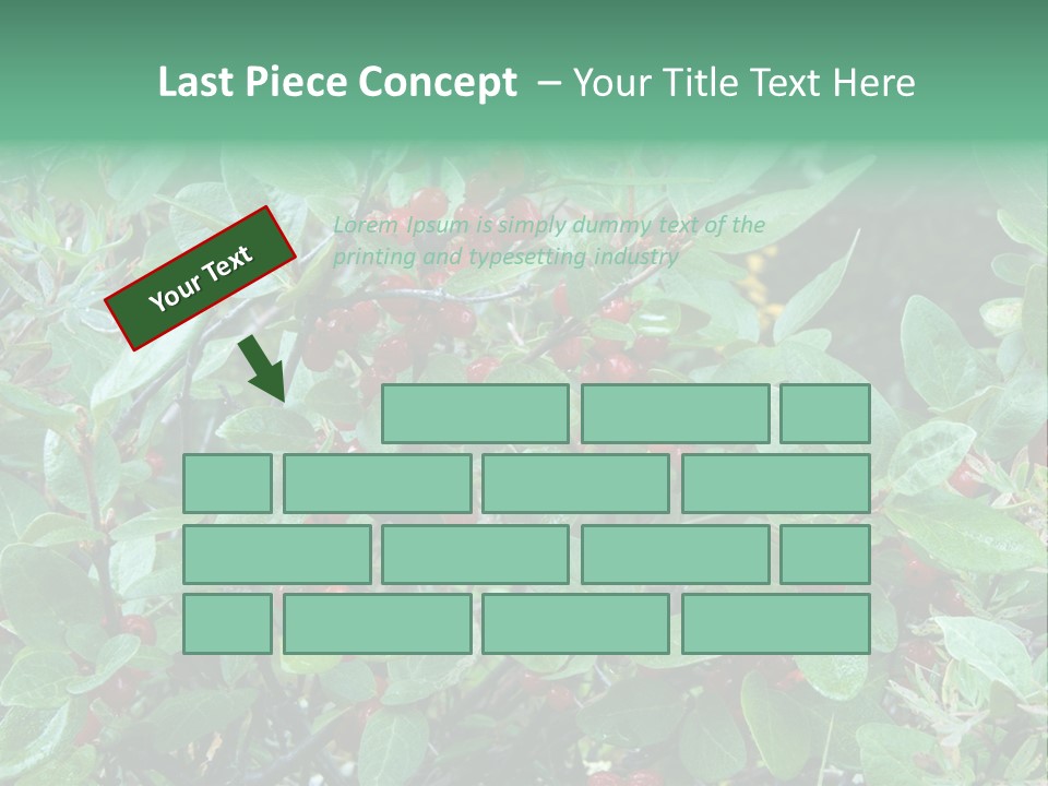 Buffalo Berries (Shepherdia Canadensis) In Banff National Park PowerPoint Template