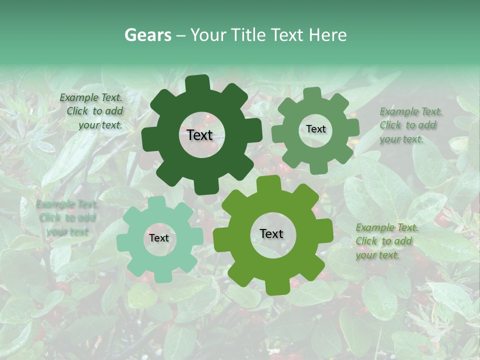 Buffalo Berries (Shepherdia Canadensis) In Banff National Park PowerPoint Template