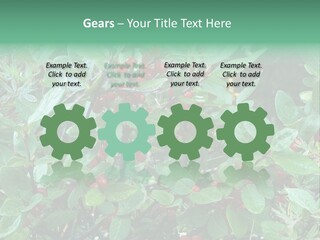 Buffalo Berries (Shepherdia Canadensis) In Banff National Park PowerPoint Template