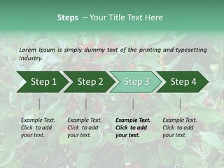 Buffalo Berries (Shepherdia Canadensis) In Banff National Park PowerPoint Template