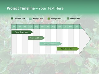 Buffalo Berries (Shepherdia Canadensis) In Banff National Park PowerPoint Template