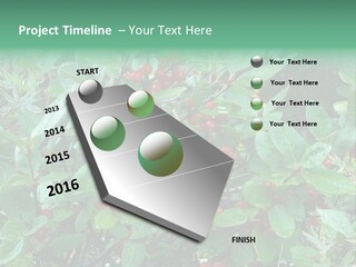 Buffalo Berries (Shepherdia Canadensis) In Banff National Park PowerPoint Template