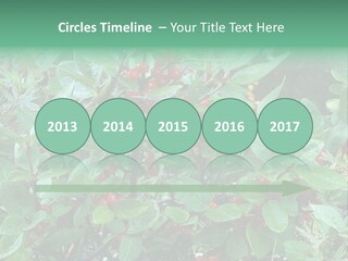 Buffalo Berries (Shepherdia Canadensis) In Banff National Park PowerPoint Template