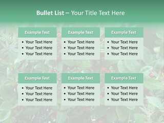 Buffalo Berries (Shepherdia Canadensis) In Banff National Park PowerPoint Template