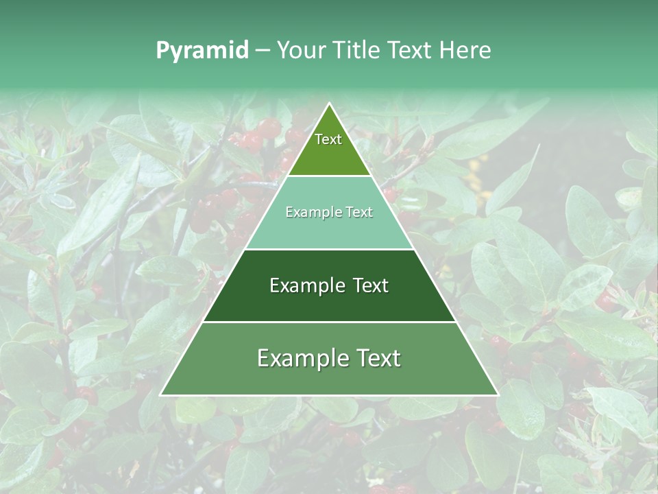 Buffalo Berries (Shepherdia Canadensis) In Banff National Park PowerPoint Template