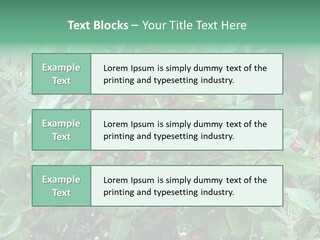 Buffalo Berries (Shepherdia Canadensis) In Banff National Park PowerPoint Template