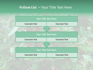 Buffalo Berries (Shepherdia Canadensis) In Banff National Park PowerPoint Template
