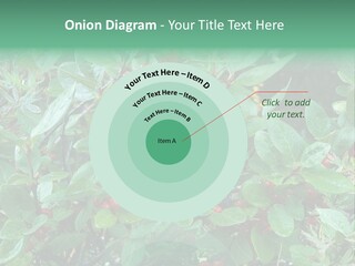 Buffalo Berries (Shepherdia Canadensis) In Banff National Park PowerPoint Template