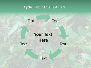 Buffalo Berries (Shepherdia Canadensis) In Banff National Park PowerPoint Template