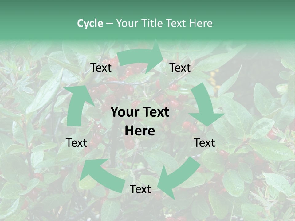 Buffalo Berries (Shepherdia Canadensis) In Banff National Park PowerPoint Template