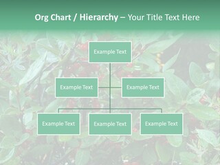 Buffalo Berries (Shepherdia Canadensis) In Banff National Park PowerPoint Template