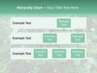 Buffalo Berries (Shepherdia Canadensis) In Banff National Park PowerPoint Template