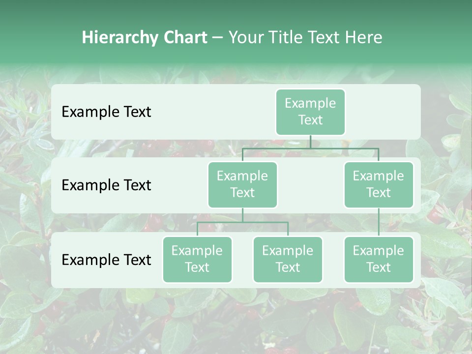 Buffalo Berries (Shepherdia Canadensis) In Banff National Park PowerPoint Template