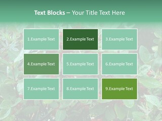 Buffalo Berries (Shepherdia Canadensis) In Banff National Park PowerPoint Template
