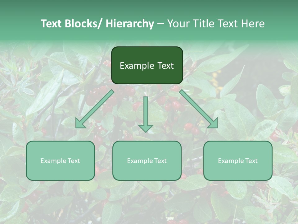 Buffalo Berries (Shepherdia Canadensis) In Banff National Park PowerPoint Template