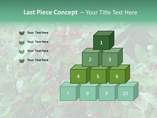 Buffalo Berries (Shepherdia Canadensis) In Banff National Park PowerPoint Template