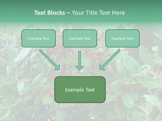 Buffalo Berries (Shepherdia Canadensis) In Banff National Park PowerPoint Template