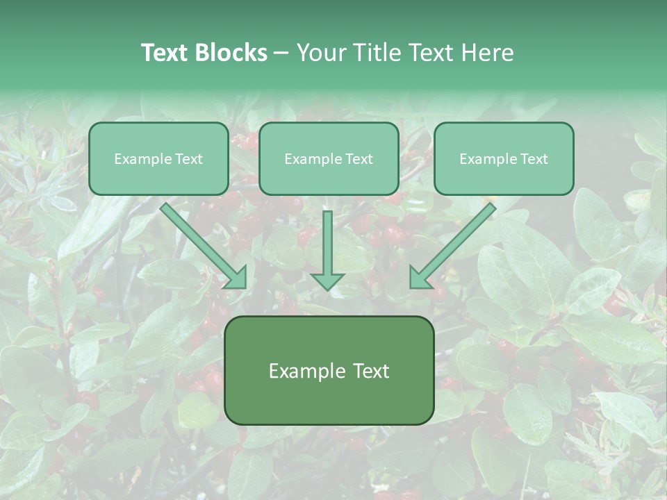 Buffalo Berries (Shepherdia Canadensis) In Banff National Park PowerPoint Template