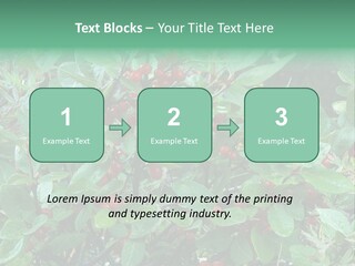 Buffalo Berries (Shepherdia Canadensis) In Banff National Park PowerPoint Template