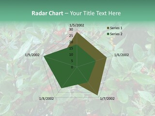Buffalo Berries (Shepherdia Canadensis) In Banff National Park PowerPoint Template