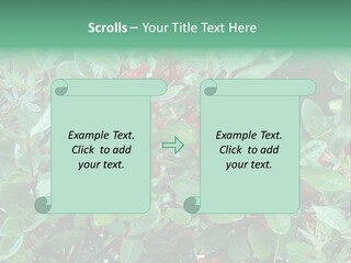 Buffalo Berries (Shepherdia Canadensis) In Banff National Park PowerPoint Template