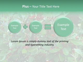 Buffalo Berries (Shepherdia Canadensis) In Banff National Park PowerPoint Template