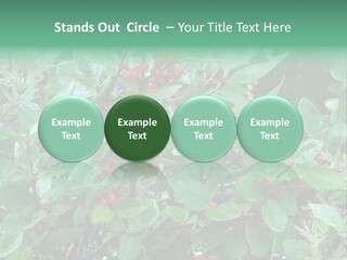 Buffalo Berries (Shepherdia Canadensis) In Banff National Park PowerPoint Template