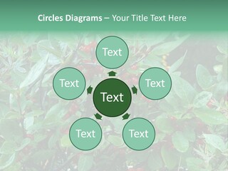 Buffalo Berries (Shepherdia Canadensis) In Banff National Park PowerPoint Template