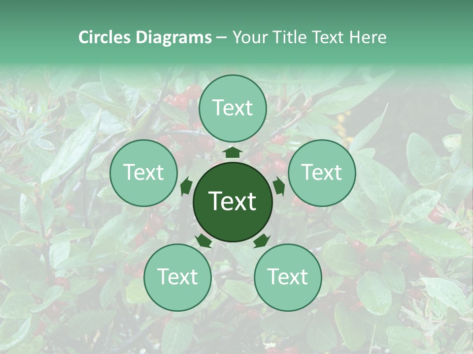 Buffalo Berries (Shepherdia Canadensis) In Banff National Park PowerPoint Template