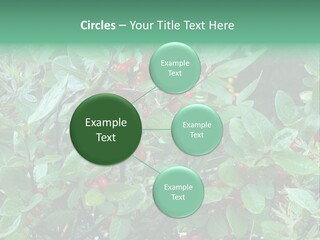 Buffalo Berries (Shepherdia Canadensis) In Banff National Park PowerPoint Template