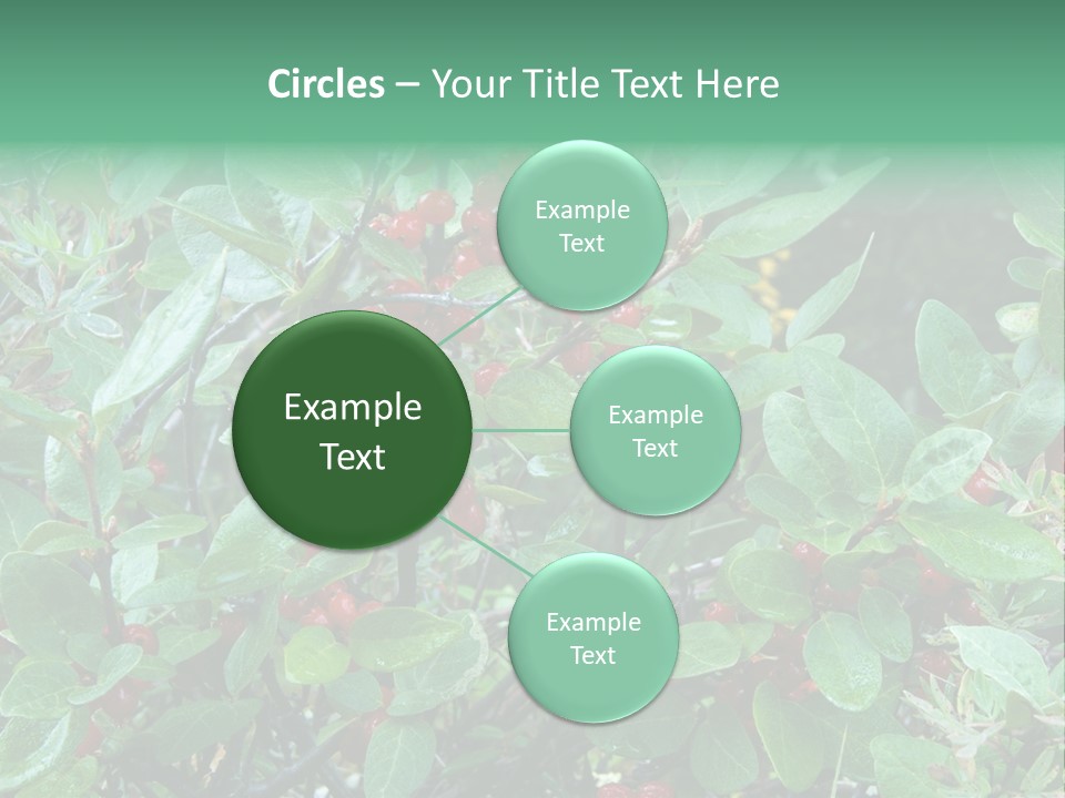 Buffalo Berries (Shepherdia Canadensis) In Banff National Park PowerPoint Template