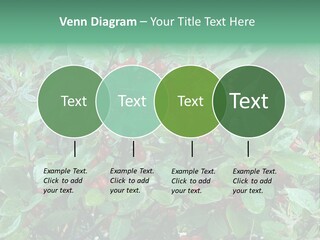 Buffalo Berries (Shepherdia Canadensis) In Banff National Park PowerPoint Template