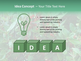 Buffalo Berries (Shepherdia Canadensis) In Banff National Park PowerPoint Template