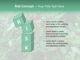 Buffalo Berries (Shepherdia Canadensis) In Banff National Park PowerPoint Template