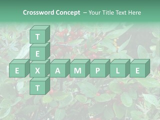 Buffalo Berries (Shepherdia Canadensis) In Banff National Park PowerPoint Template