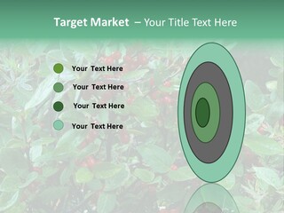 Buffalo Berries (Shepherdia Canadensis) In Banff National Park PowerPoint Template