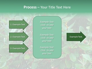 Buffalo Berries (Shepherdia Canadensis) In Banff National Park PowerPoint Template