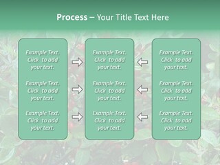 Buffalo Berries (Shepherdia Canadensis) In Banff National Park PowerPoint Template