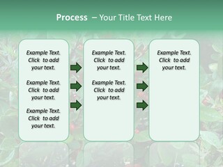 Buffalo Berries (Shepherdia Canadensis) In Banff National Park PowerPoint Template
