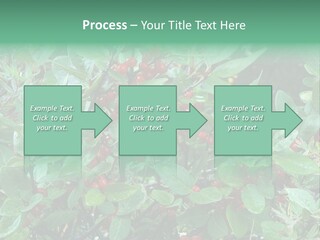 Buffalo Berries (Shepherdia Canadensis) In Banff National Park PowerPoint Template