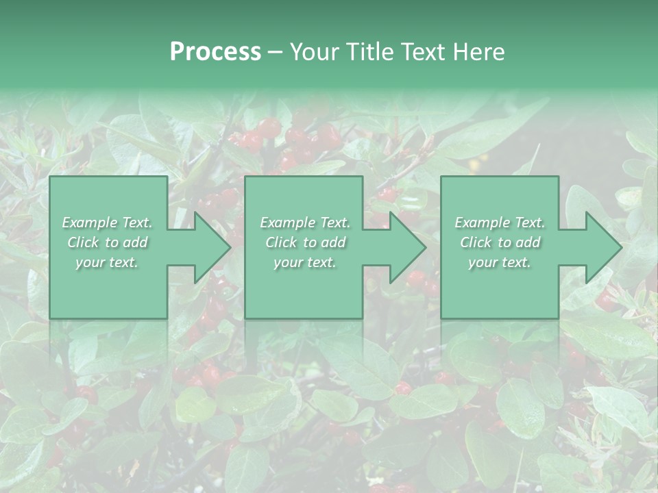 Buffalo Berries (Shepherdia Canadensis) In Banff National Park PowerPoint Template