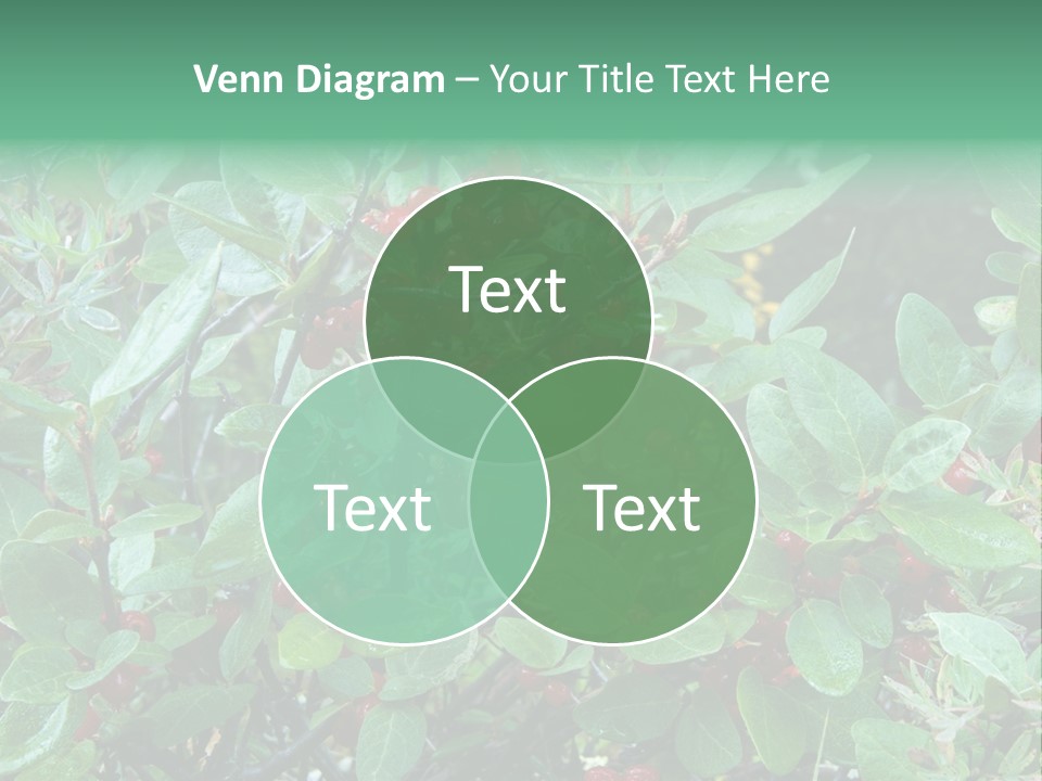 Buffalo Berries (Shepherdia Canadensis) In Banff National Park PowerPoint Template