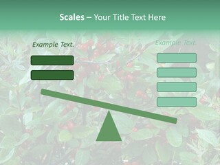 Buffalo Berries (Shepherdia Canadensis) In Banff National Park PowerPoint Template