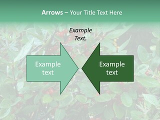 Buffalo Berries (Shepherdia Canadensis) In Banff National Park PowerPoint Template