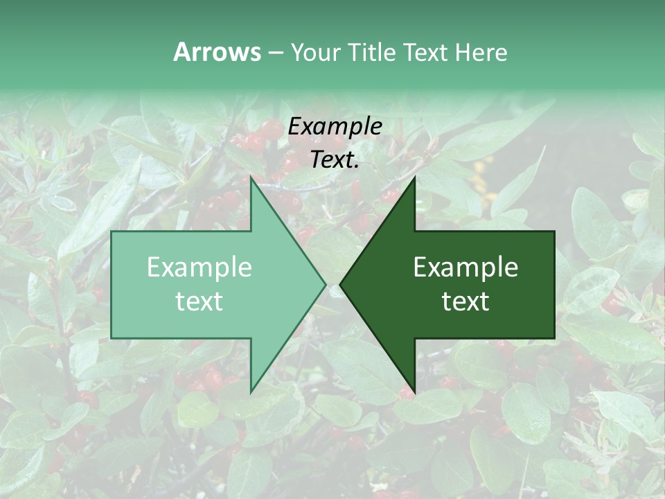 Buffalo Berries (Shepherdia Canadensis) In Banff National Park PowerPoint Template