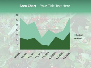 Buffalo Berries (Shepherdia Canadensis) In Banff National Park PowerPoint Template